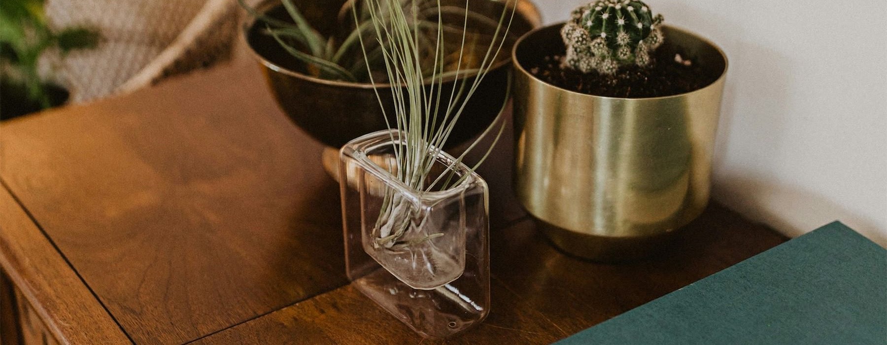 Find your perfect fit at Towne Nashville a plant in a pot on a dresser near a book